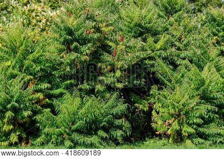 Minimalist Monochrome Background With Large Green Leaves And Small Dark Red Flowers Of Rhus Shrub, C