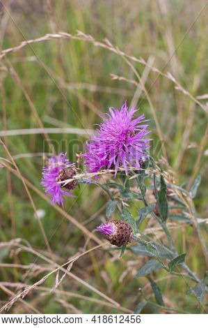 Meadow Cornflower (centaurea Jacea). Lilac Pink Flower On Green Grass Background