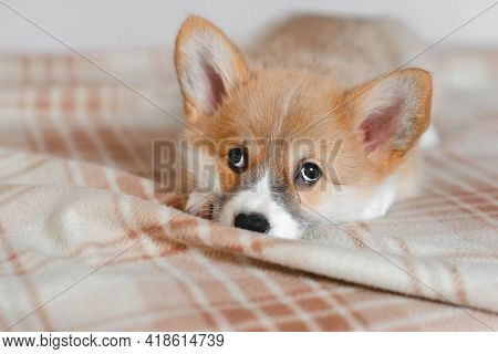 Pembroke Welsh Cute Little Sleepy Corgi Puppy Is Lying On The Couch. Top Horizontal View Copyspace P