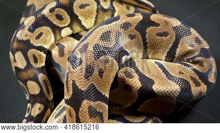 Photo Of Royal Ball Python On Black Texture