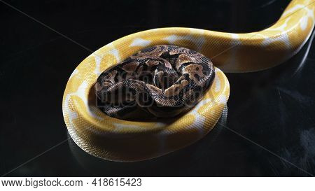 Photo Of Albino And Ball Phyton On Dark Glass