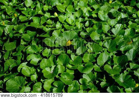 Many Delicate Fresh Green Leaves Of Ranunculus Repens Plant Commonly Known As The Creeping Buttercup