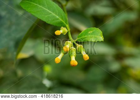 Very Tiny Lemon Fruit Or A Magical Medicine Or Herb From The Asia Area Or Sites