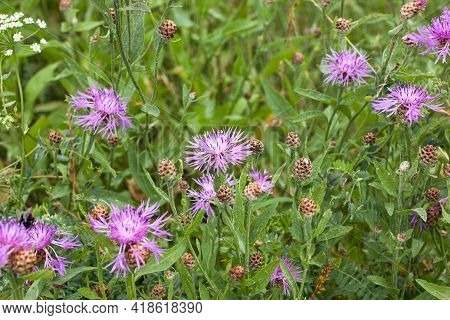 Beautiful Pink Purple Cornflowers (centaurea Jacea) In A Summer Meadow