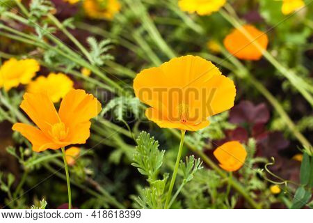 Delicate Yellow Flowers Eshscholzia Californica (eschscholzia Californica)