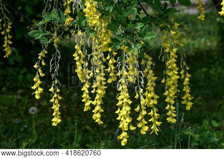 Tree With Yellow Flowers Of Laburnum Anagyroides, The Common Laburnum, Golden Chain Or Golden Rain, 