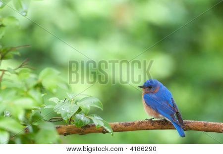 Eastern Bluebird i foråret