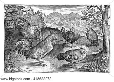 Three Hens and Two Roosters, Nicolaes de Bruyn