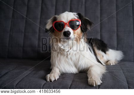 Funny Australian Shepherd Dog Lying On Couch With Heart Glasses. Valentine Day