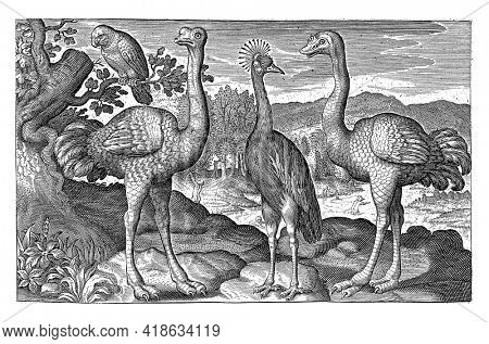 Crowned Crane Between Two Ostriches, Nicolaes de Bruyn