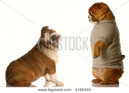 Bulldog stående ser på en anden usikker