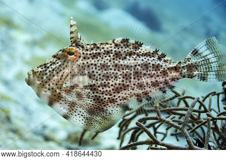 Bristle-tail Filefish Is Brownish In Color With Darker Spots And Peas Of Brown, Yellow, Blue Color A