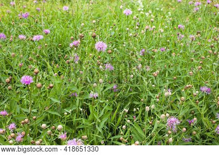 Beautiful Pink Purple Cornflowers (centaurea Jacea) In A Summer Meadow