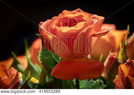 Photo Of A Cinnabar Color Blooming Rose, Macro, Close-up, Background, Macro