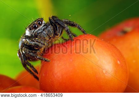 Extreme Macro Of Rowan Berry And Nice Jumping Spider With Yellow Pollen On It