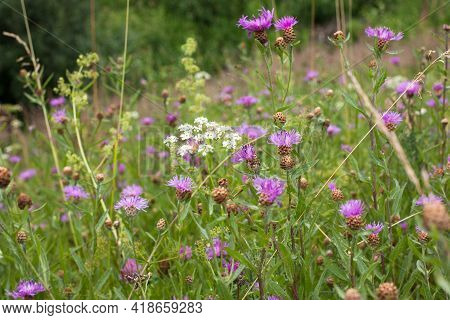 Beautiful Pink Purple Cornflowers (centaurea Jacea) In A Summer Meadow