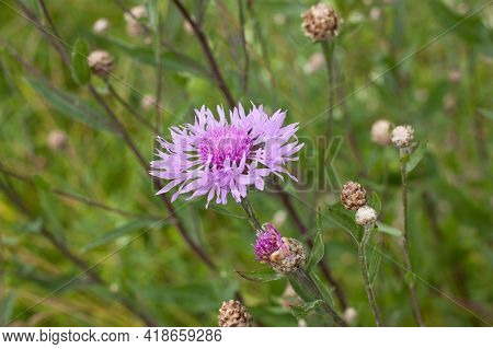 Meadow Cornflower (centaurea Jacea). Lilac Pink Flower On Green Grass Background