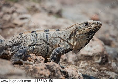 A Large Wild Iguana Rests On Stones In The Shade On A Sunny Day In The Ruins Of The Ancient Mayan Ci