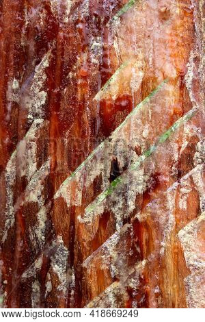 Cuts In Pine Bark In The Resin Extraction Work In A Resin Pine Forest