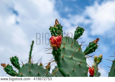 Red Opuntia Flower On A Leaf With Large Thorns, Close-up. Fragment Of Growing Decorative Edible Cact