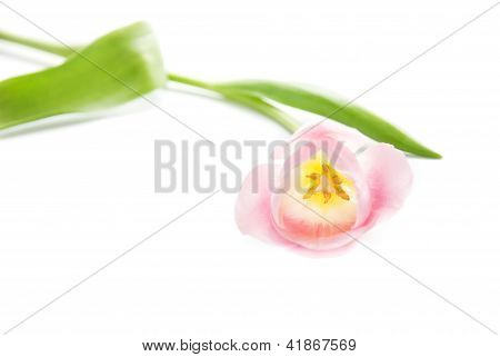 Pink Tulip Isolated On White Background
