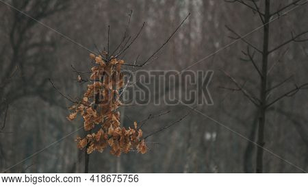 Red Leaves On A Dry Tree In The Form Of A Letter L