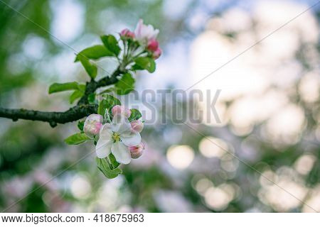Blooming Flowers On A Branch Of An Apple Tree In Spring