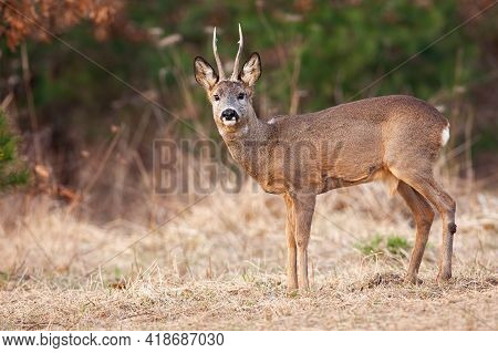 Roe Deer Standing On Dry Glade In Springtime Nature