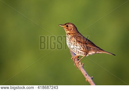 Song Thrush Sitting On Bough In Sunny Nature With Copy Space