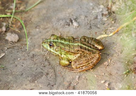 Rana