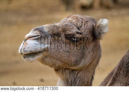 Dromedary, Camelus Dromedarius In Jerez De La Frontera, Andalusia In Spain
