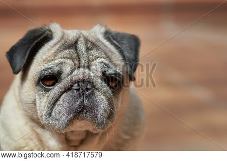 Closeup Portrait Of Beautiful Old Pug Mop Carlino Pure Breed Closeup Blankspace, Copy Space