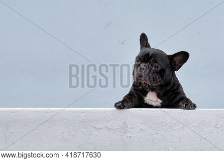 Stray Mongrel Rescued Thai Dog Resting Soft Grey Background