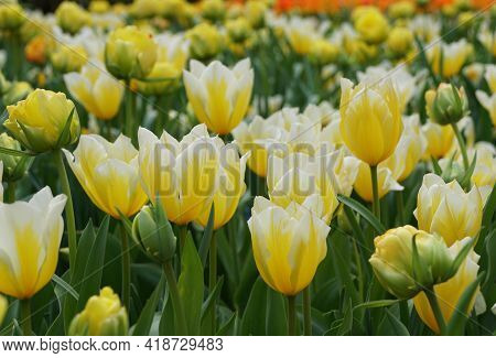 Beautiful Bi-color Of Yellow And White Fosteriana Tulip 'sweetheart' Flowers