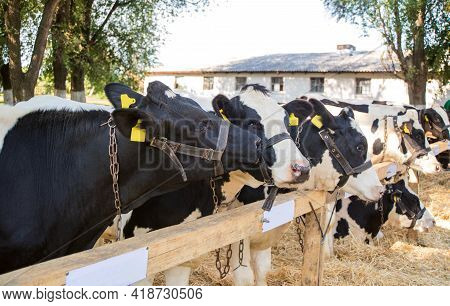 Cows In A Farm. Dairy Cows In A Farm