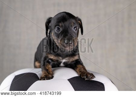 Jack Russell Terrier Puppy Lies On A Soft White With Black Toy Ball, 5 Weeks Old Brindle Dog. In Fro