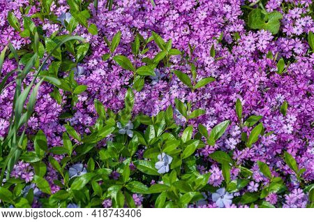 Small Pink Phlox Flowers Close Up, Bright Wallpaper. Pink Moss Phlox. Phlox Subulata Pink Flowers
