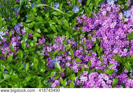 Small Pink Phlox Flowers Close Up, Bright Wallpaper. Pink Moss Phlox. Phlox Subulata Pink Flowers