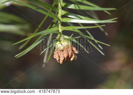 Chinese Fir - Latin Name - Cunninghamia Lanceolata