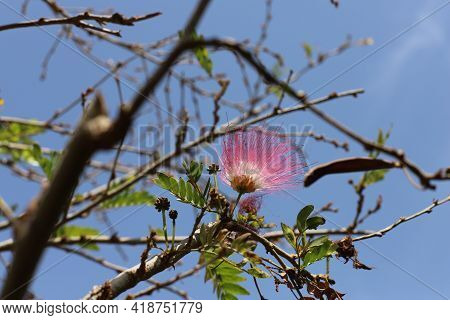 Flowering Persian Silk Tree Or Pink Silk Tree (albizia Julibrissin) Branch On A Background Of Blue S