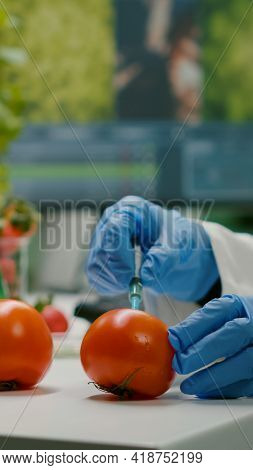 Closeup Of Chemist Scientist Injecting Organic Tomato With Pesticides