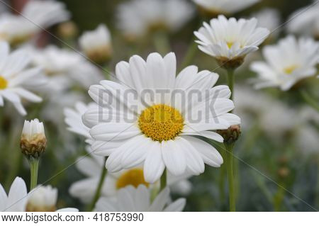 White Marguerite Daisy - Latin Name - Argyranthemum Frutescens
