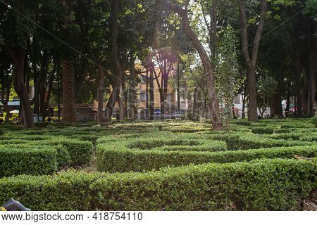 Peaceful Park With Trees And Bushes In Mexico City