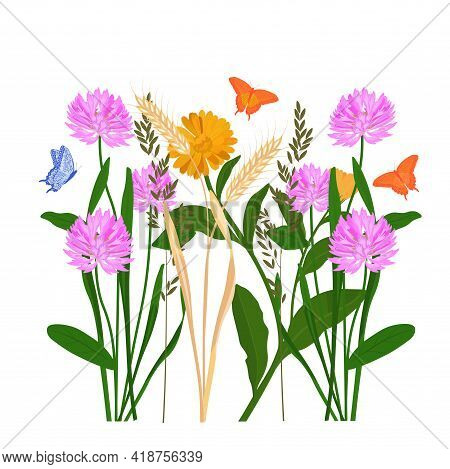 Grass Meadow Vector Stock Illustration. A Field With Medicinal Plants. Clover, Chamomile, Marigold, 