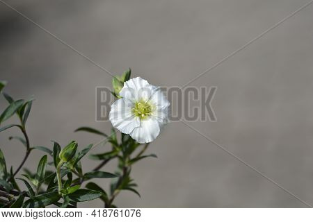 Mountain Sandwort - Latin Name - Arenaria Montana