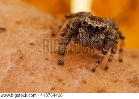 Jumping Spider Portrait On The Brown Autumn Leaf