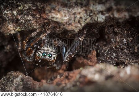Jumping Spider With Small Water Drops On Her Head Hides In The Tree Bark
