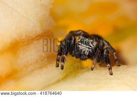 Jumping Spider Sitting Inside Yellow Chopped Apple