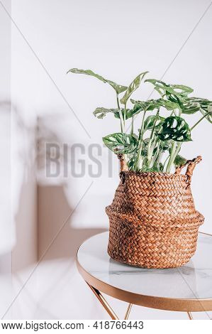 Monstera Monkey Mask, Or Official Name Monstera Adansonii, The Adansons Monstera, Swiss Cheese Plant