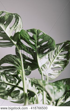 Monstera Monkey Mask, Or Official Name Monstera Adansonii, The Adansons Monstera, Swiss Cheese Plant